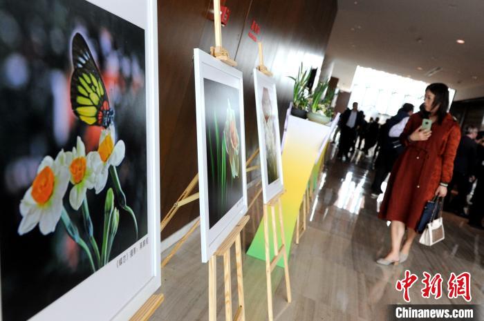 期間，主辦方還舉辦水仙花攝影作品展示?！埥鸫?攝