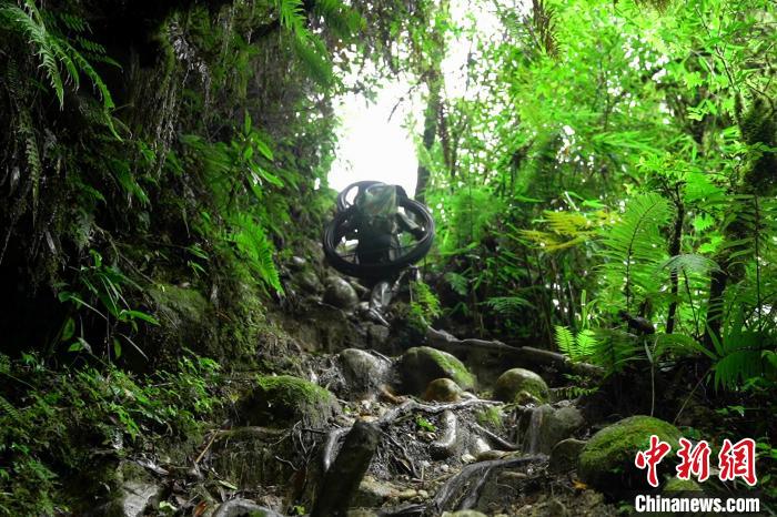 圖為官兵們穿越叢林背運(yùn)光纜鋪設(shè)線路?！钫窭?攝