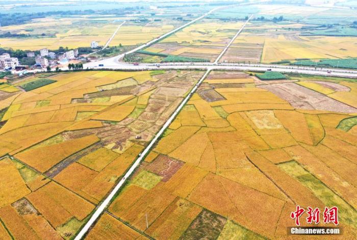 資料圖：鄉(xiāng)間農(nóng)田。 周貽剛 攝