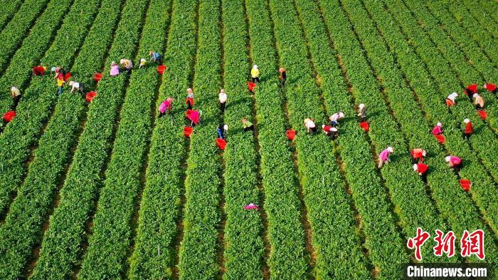 資料圖為2019年8月18日，原州區(qū)冷涼蔬菜基地內(nèi)，工人們正在采摘蔬菜?！≡輩^(qū)委宣傳部供圖 攝