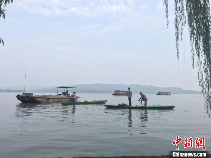 圖為工作人員在西湖水面作業(yè)。　江楊燁 攝