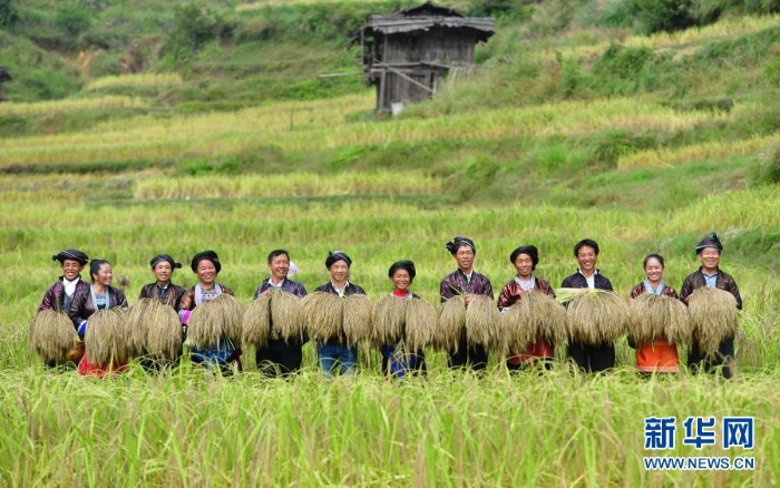 在廣西融水苗族自治縣良寨鄉(xiāng)大里村，村民們在展示剛剛收割的脫貧特色產(chǎn)品——紫黑香糯（2018年10月12日攝）。.jpg