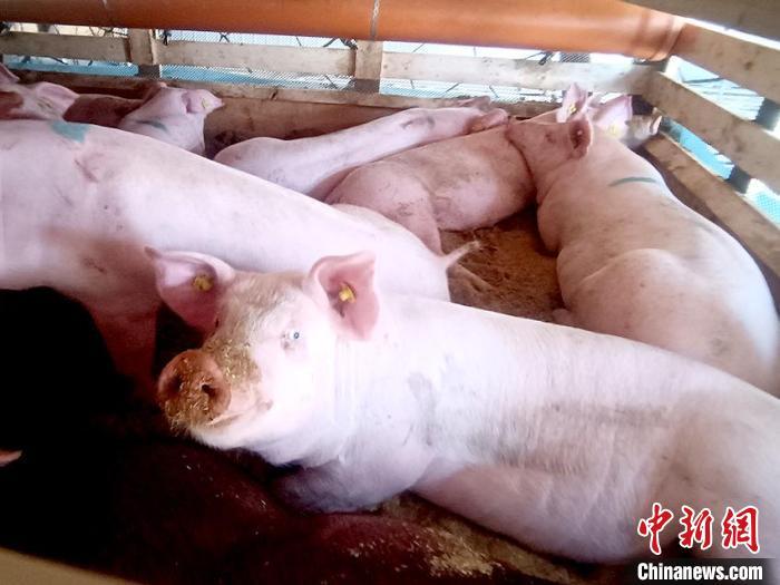 資料圖：2021年4月末，吉林省從丹麥引進(jìn)1500頭種豬?！￠L春海關(guān)供圖