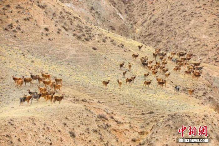 難得一見！祁連山下野生動(dòng)物“組團(tuán)”出道擺造型