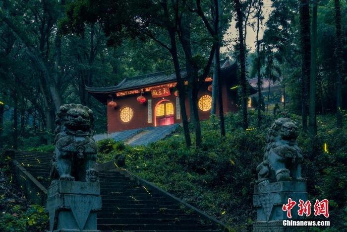 螢火蟲(chóng)點(diǎn)亮福建漳州村莊夜晚美輪美奐