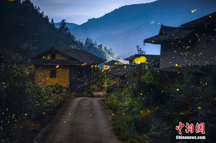螢火蟲(chóng)點(diǎn)亮福建漳州村莊夜晚美輪美奐
