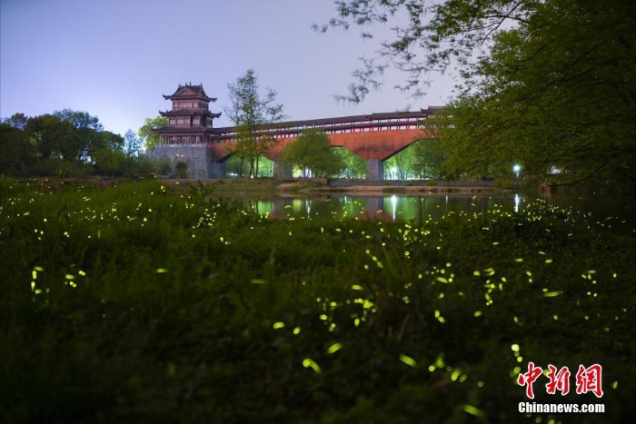 螢火蟲(chóng)點(diǎn)亮福建漳州村莊夜晚美輪美奐