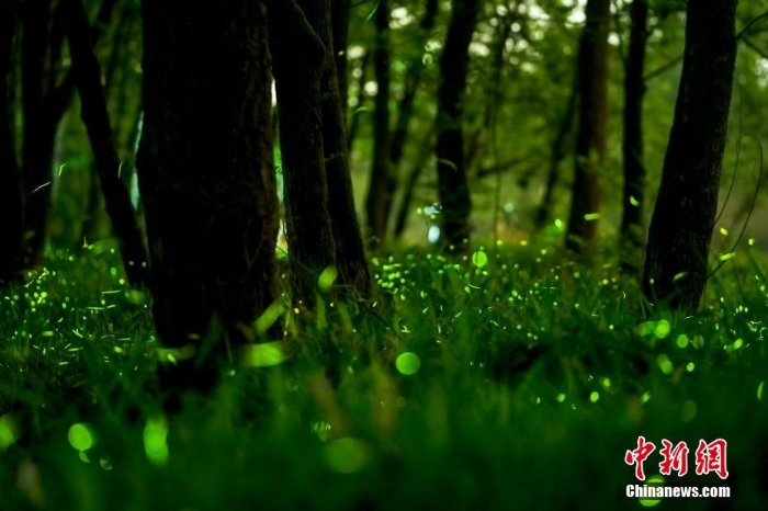螢火蟲(chóng)點(diǎn)亮福建漳州村莊夜晚美輪美奐