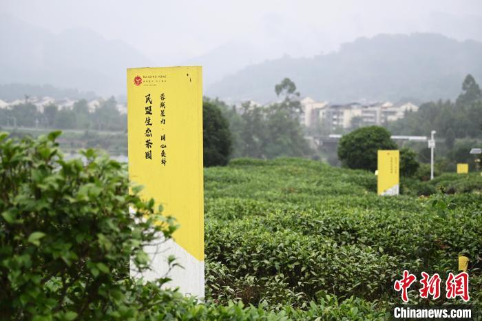 6月25日，四川成都邛崍夾關(guān)鎮(zhèn)茶園里樹立著各民主黨派生態(tài)茶園的牌子?！埮d龍 攝