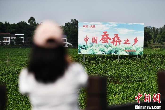 6月23日，媒體記者在四川武勝縣蠶?，F(xiàn)代農(nóng)業(yè)園區(qū)參觀?！埮d龍 攝