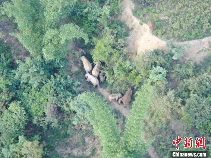 圖為監(jiān)測到的象群?！≡颇鲜∩窒揽傟?duì)供圖