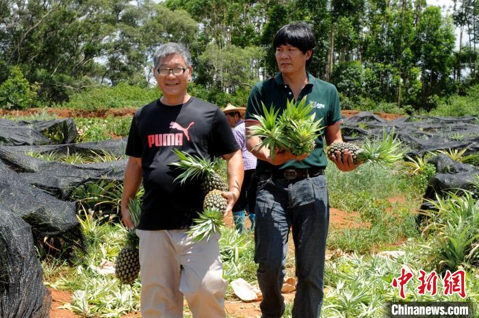 鳳梨農(nóng)場喜迎豐收季，曾熒煊喜形于色。　張金川 攝