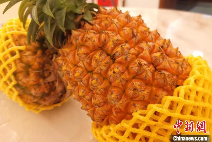 成熟的臺灣鳳梨?！埥鸫?攝