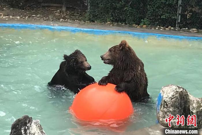 大黑熊戲水?！〕啥紕游飯@供圖