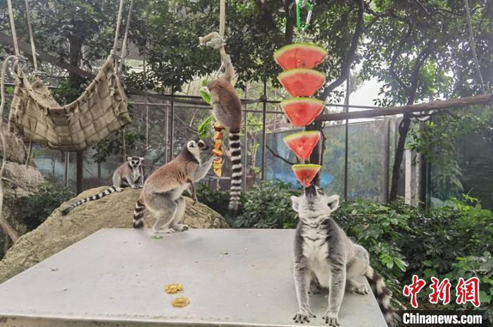 成都動物園為動物花式避暑?！〕啥紕游飯@供圖