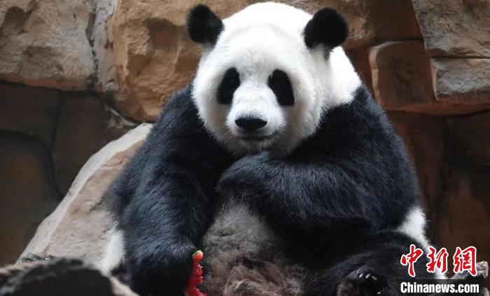 大熊貓品嘗可口的西瓜。　成都動物園供圖