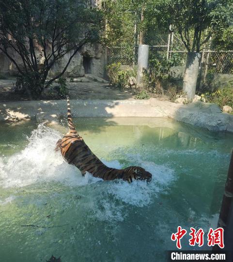 大老虎戲水?！〕啥紕游飯@供圖