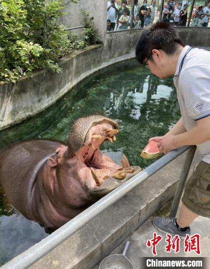 大河馬張開大口品嘗西瓜?！〕啥紕游飯@供圖