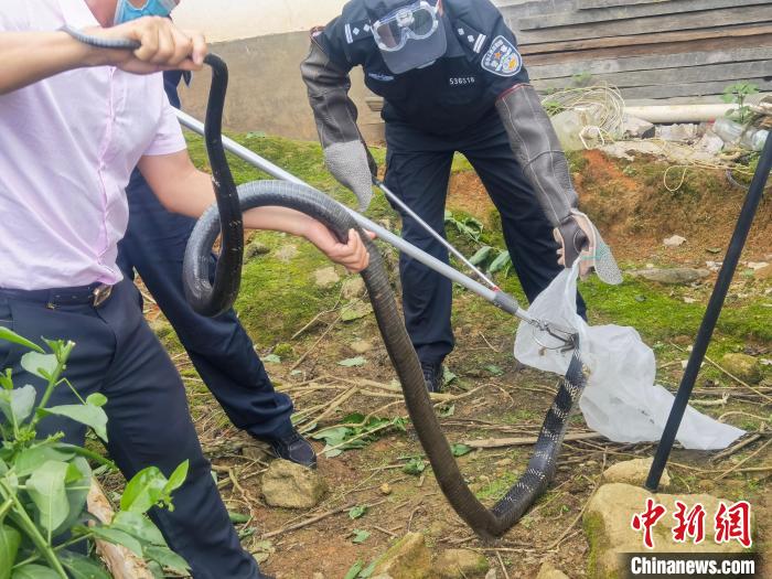 圖為民警對(duì)眼鏡王蛇進(jìn)行處置。　德宏邊境管理支隊(duì)供圖