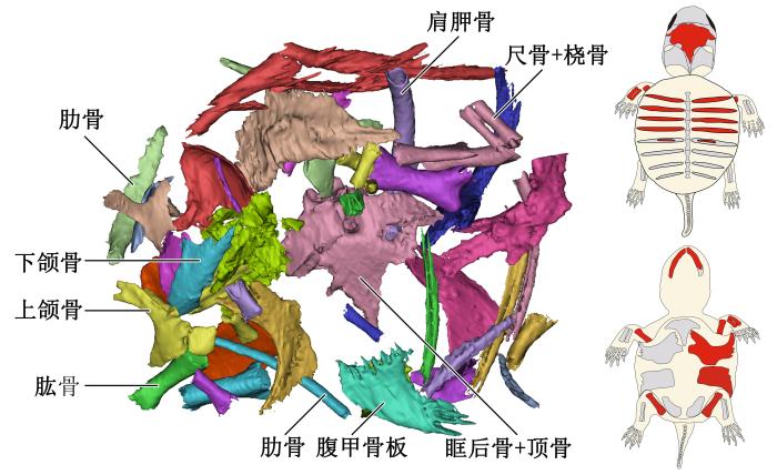 胚胎骨骼的復原與重建，左圖為3D重建圖，右圖紅色部分為識別出的龜胚胎骨骼?！⊙芯繄F隊 供圖