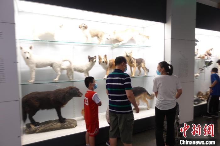 觀眾在國家動(dòng)物博物館內(nèi)參觀展品 郝凌宇 攝
