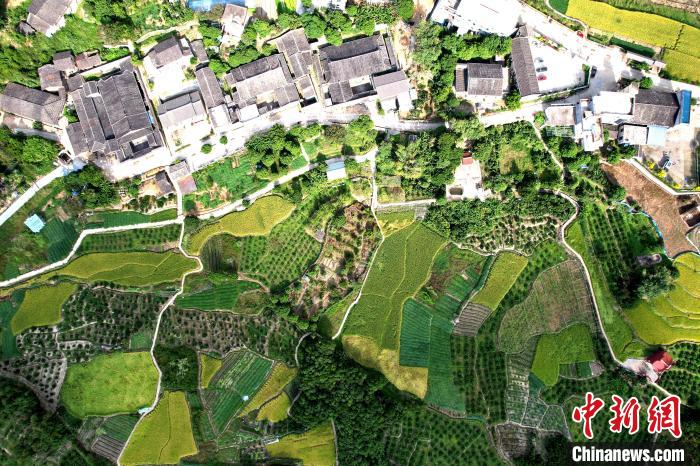 空中鳥(niǎo)瞰林柄村，古厝稻田相得益彰?！⊥鯑|明 攝