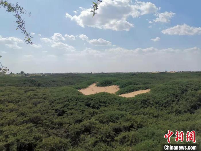 資料圖，圖為毛烏素沙地中的“綠色衛(wèi)士”沙地柏?！鯆I娜 攝