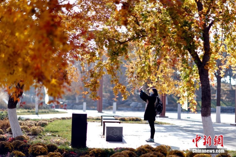 北京世園公園紅葉進(jìn)入最佳觀賞期  引游客游園打卡