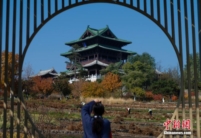 北京世園公園紅葉進(jìn)入最佳觀賞期  引游客游園打卡