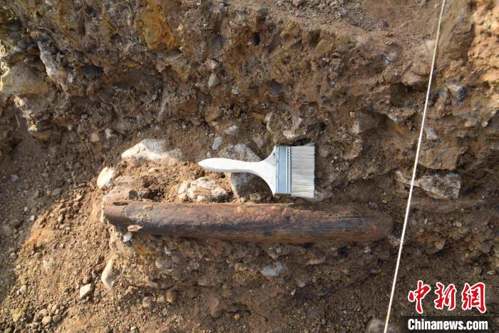 跋山遺址內(nèi)發(fā)掘出距今9.9萬年的象牙鏟。　李罡 攝