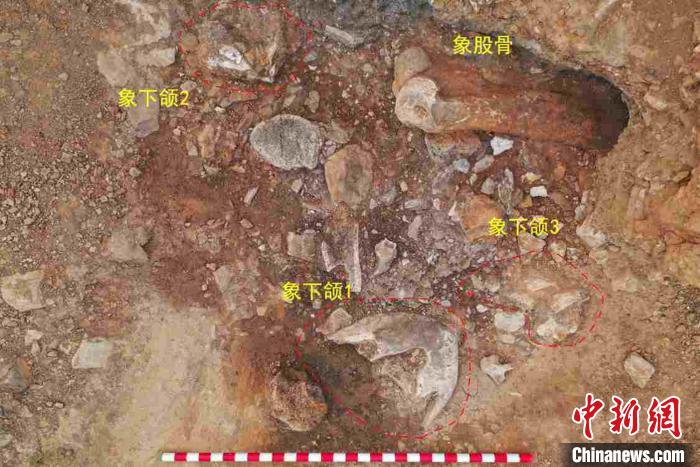 遺址現(xiàn)場發(fā)掘出石制品、骨牙角制品及動物化石5000余件?！±铑?攝