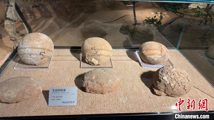 圖為藏于湖北地質(zhì)博物館的“王店樹(shù)枝蛋” 武一力 攝