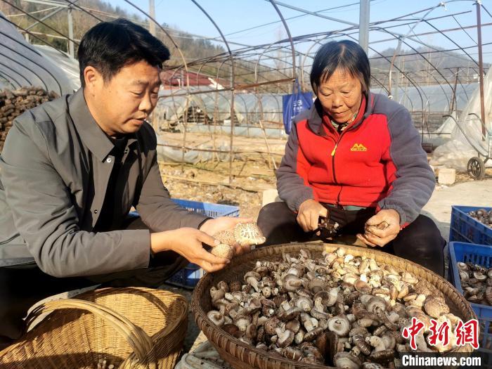 南漳縣薛坪鎮(zhèn)普陀庵村，村民在易遷安置點(diǎn)的香菇合作社務(wù)工 胡傳林 攝