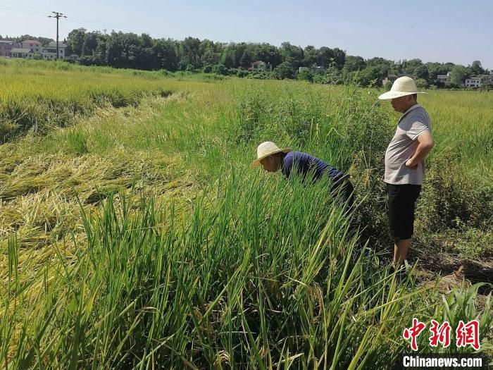 桃江縣中華保險公司聘請的農業(yè)技術專家在田間查勘災情。　夏阜欣 攝