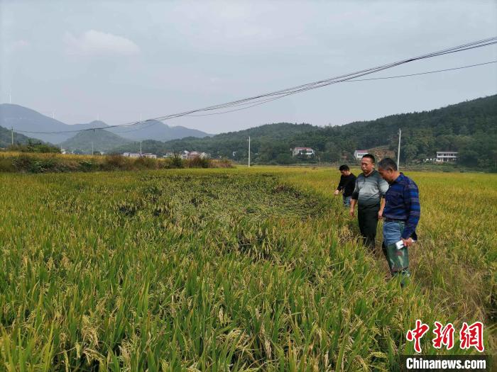 農業(yè)技術專家在田間查勘災情?！∠母沸?攝
