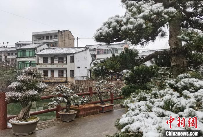 圖為：寧波奉化溪口鎮(zhèn)三十六灣村綠植上堆起雪花?！≡ǔ?通訊員) 攝