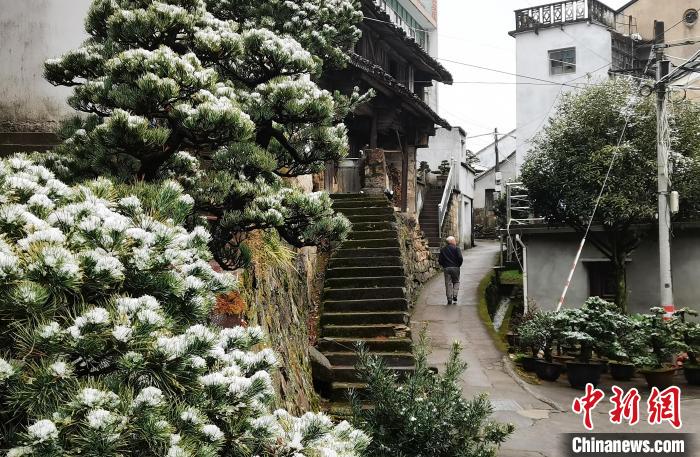 圖為：寧波奉化溪口鎮(zhèn)三十六灣村綠植上堆起雪花?！≡ǔ?通訊員) 攝