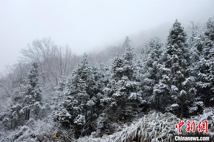 圖為：浙江金華北山迎來降雪?！堎?通訊員) 攝