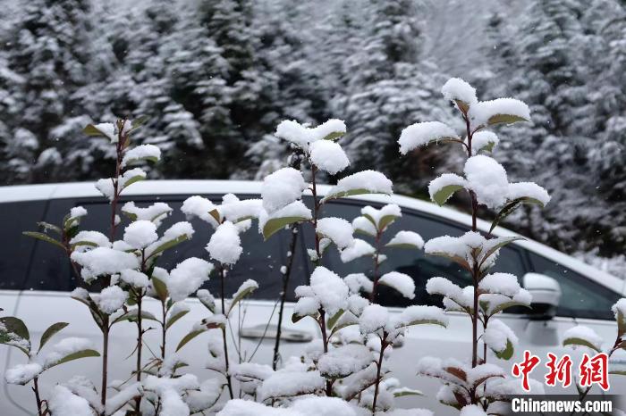 圖為：浙江金華北山的綠植樹葉上堆起皚皚白雪?！堎?通訊員) 攝
