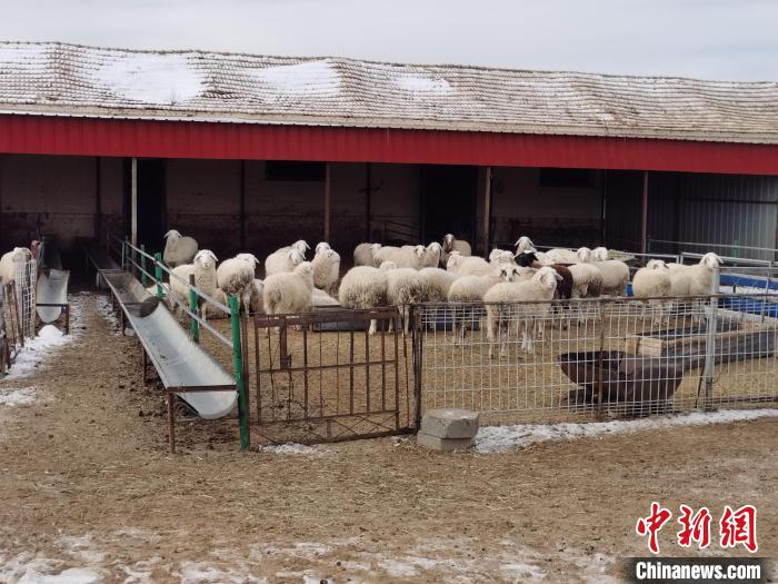 圖為王軍飼養(yǎng)的羊?！±類燮?攝