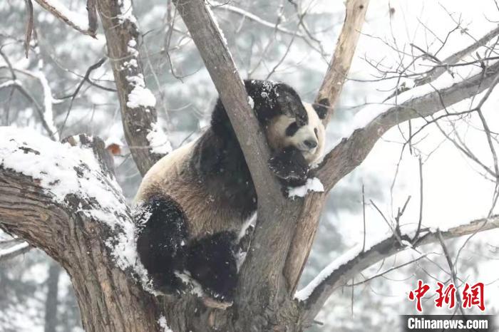 圖為大熊貓?jiān)谘┲墟覒?。　西安秦嶺野生動物園供圖
