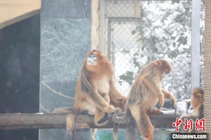 圖為金絲猴在雪中嬉戲?！∥靼睬貛X野生動物園供圖