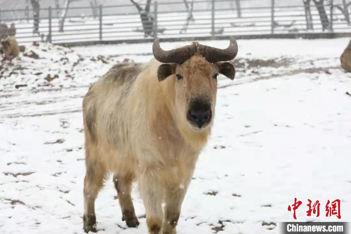 圖為羚牛在雪中“散步”?！∥靼睬貛X野生動物園供圖