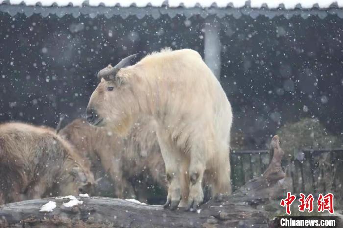圖為羚牛在雪中“散步”?！∥靼睬貛X野生動物園供圖