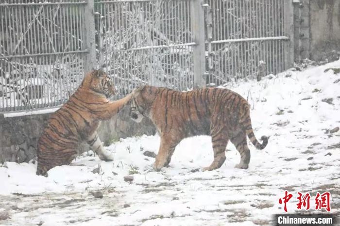 圖為東北虎在雪中嬉戲?！∥靼睬貛X野生動物園供圖