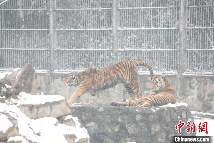 圖為東北虎在雪中嬉戲?！∥靼睬貛X野生動物園供圖