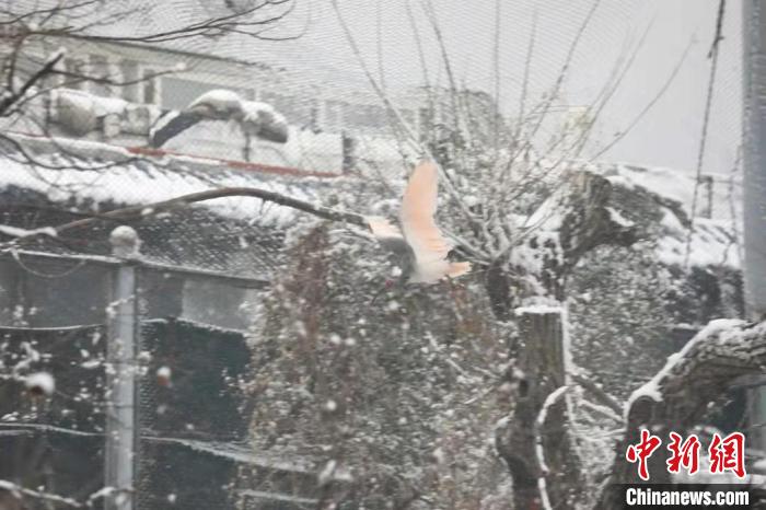 圖為朱鹮在雪中飛翔?！∥靼睬貛X野生動物園供圖