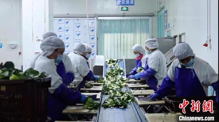 圖為企業(yè)員工進(jìn)行供港蔬菜整理。　深圳市工商聯(lián) 供圖