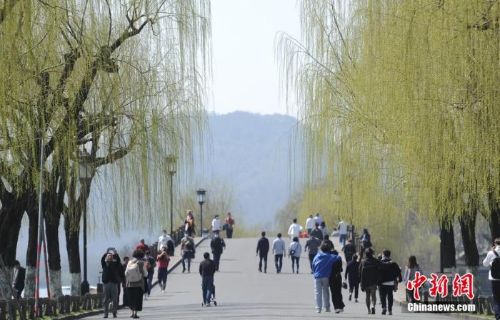 圖為西湖白堤柳枝呈現(xiàn)嫩綠色。 王剛 攝
