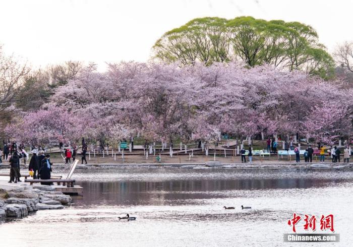 資料圖：北京玉淵潭公園春和景明，吸引游人流連花海。 <a target='_blank' href='/'>中新社</a>記者 侯宇 攝

